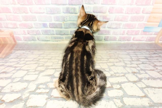 秋田県のスコティッシュフォールド (Coo&RIKU秋田店/2025年9月26日生まれ/男の子/ブラウンタビー)の子猫の4枚目の画像