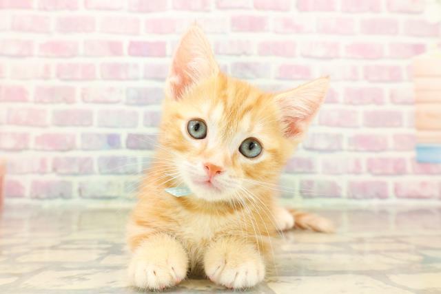 富山県のキンカロー (Coo&RIKU富山店/2025年9月27日生まれ/男の子/レッドタビー)の子猫