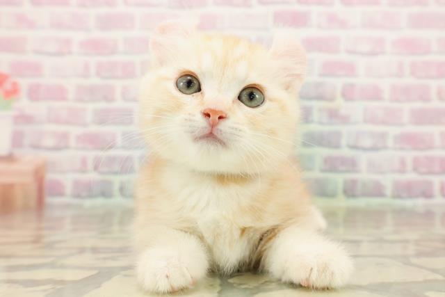 石川県のキンカロー (Coo&RIKU金沢店/2025年9月27日生まれ/男の子/クリームタビー)の子猫の1枚目の画像