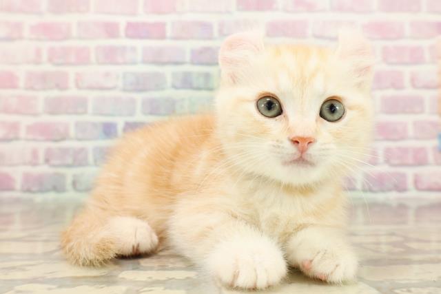 石川県のキンカロー (Coo&RIKU金沢店/2025年9月27日生まれ/男の子/クリームタビー)の子猫の2枚目の画像