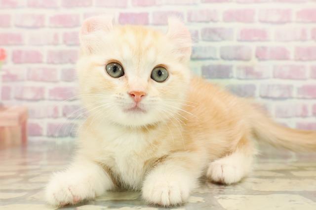 石川県のキンカロー (Coo&RIKU金沢店/2025年9月27日生まれ/男の子/クリームタビー)の子猫の3枚目の画像