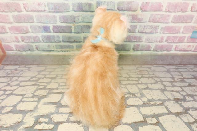 石川県のキンカロー (Coo&RIKU金沢店/2025年9月27日生まれ/男の子/クリームタビー)の子猫の4枚目の画像