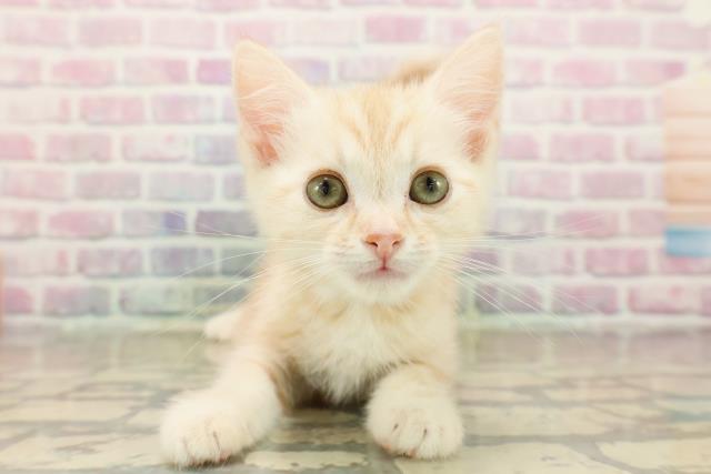 石川県のキンカロー (Coo&RIKUイオン野々市南店/2025年9月27日生まれ/男の子/クリームタビー)の子猫の1枚目の画像