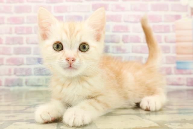 石川県のキンカロー (Coo&RIKUイオン野々市南店/2025年9月27日生まれ/男の子/クリームタビー)の子猫の2枚目の画像