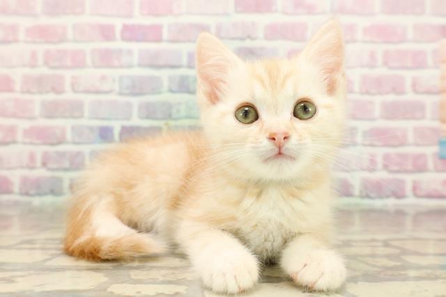 石川県のキンカロー (Coo&RIKUイオン野々市南店/2025年9月27日生まれ/男の子/クリームタビー)の子猫の3枚目の画像