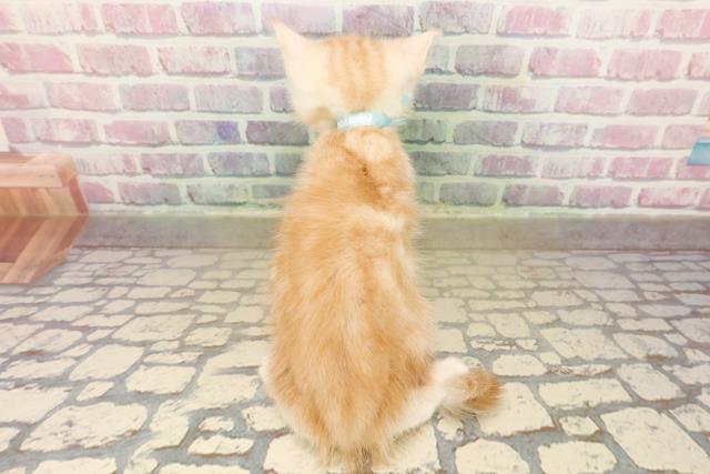 石川県のキンカロー (Coo&RIKUイオン野々市南店/2025年9月27日生まれ/男の子/クリームタビー)の子猫の4枚目の画像