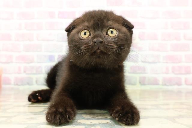 埼玉県のスコティッシュフォールド (Coo&RIKU綿半坂戸店/2025年9月28日生まれ/男の子/ブラック)の子猫の1枚目の画像