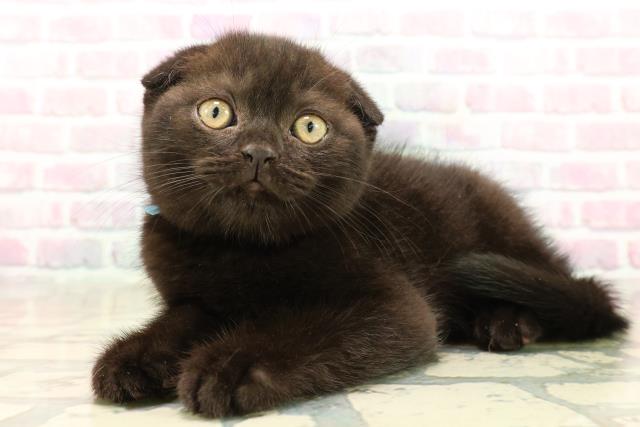 埼玉県のスコティッシュフォールド (Coo&RIKU綿半坂戸店/2025年9月28日生まれ/男の子/ブラック)の子猫の2枚目の画像