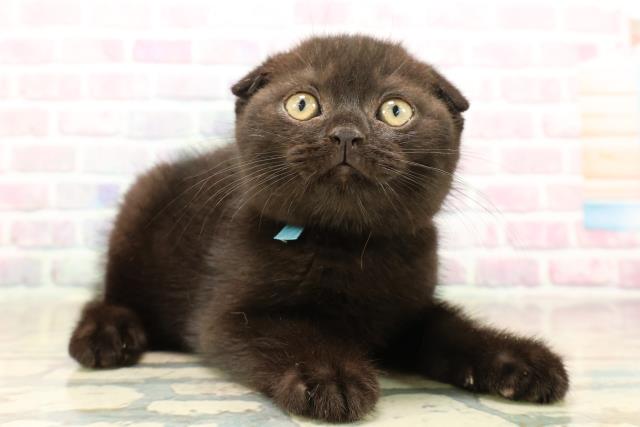 埼玉県のスコティッシュフォールド (Coo&RIKU綿半坂戸店/2025年9月28日生まれ/男の子/ブラック)の子猫の3枚目の画像