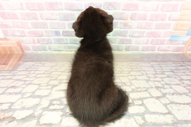 埼玉県のスコティッシュフォールド (Coo&RIKU綿半坂戸店/2025年9月28日生まれ/男の子/ブラック)の子猫の4枚目の画像