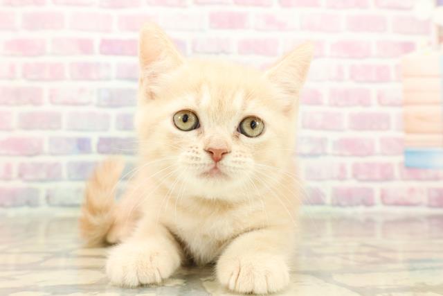 新潟県のブリティッシュショートヘアー (Coo&RIKUイオンモール新発田店/2025年9月28日生まれ/男の子/クリームタビー)の子猫の1枚目の画像