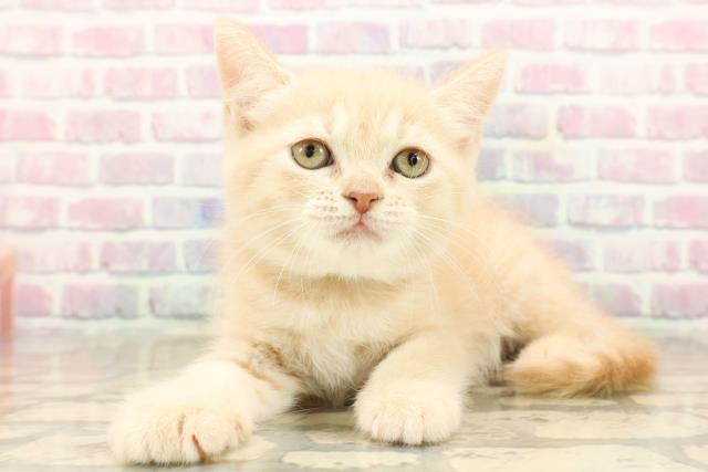 新潟県のブリティッシュショートヘアー (Coo&RIKUイオンモール新発田店/2025年9月28日生まれ/男の子/クリームタビー)の子猫の2枚目の画像