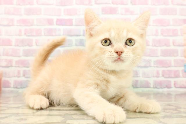 新潟県のブリティッシュショートヘアー (Coo&RIKUイオンモール新発田店/2025年9月28日生まれ/男の子/クリームタビー)の子猫の3枚目の画像