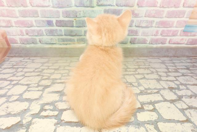 新潟県のブリティッシュショートヘアー (Coo&RIKUイオンモール新発田店/2025年9月28日生まれ/男の子/クリームタビー)の子猫の4枚目の画像