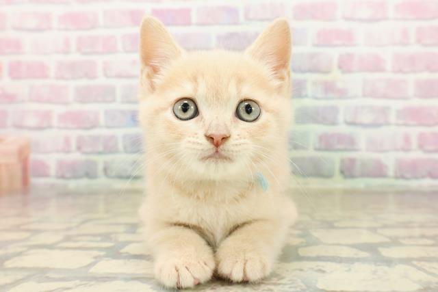 新潟県のブリティッシュショートヘアー (Coo&RIKU新潟西店/2025年9月28日生まれ/男の子/クリームタビー)の子猫の1枚目の画像