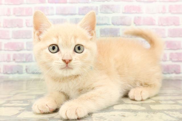 新潟県のブリティッシュショートヘアー (Coo&RIKU新潟西店/2025年9月28日生まれ/男の子/クリームタビー)の子猫の2枚目の画像