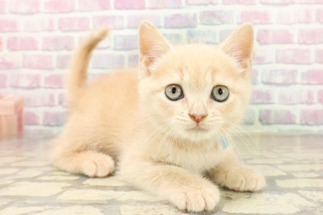 新潟県のブリティッシュショートヘアー (Coo&RIKU新潟西店/2025年9月28日生まれ/男の子/クリームタビー)の子猫の3枚目の画像