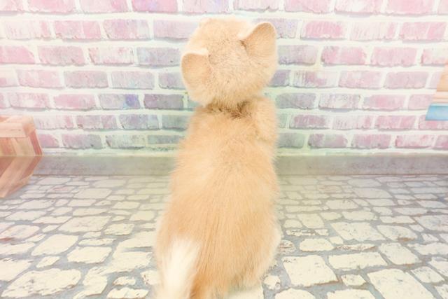 新潟県のブリティッシュショートヘアー (Coo&RIKU新潟西店/2025年9月28日生まれ/男の子/クリームタビー)の子猫の4枚目の画像