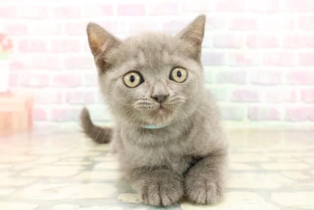 神奈川県のブリティッシュショートヘアー (Coo&RIKU横浜旭店/2025年9月28日生まれ/男の子/ブルー)の子猫の1枚目の画像