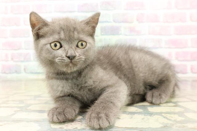 神奈川県のブリティッシュショートヘアー (Coo&RIKU横浜旭店/2025年9月28日生まれ/男の子/ブルー)の子猫の2枚目の画像