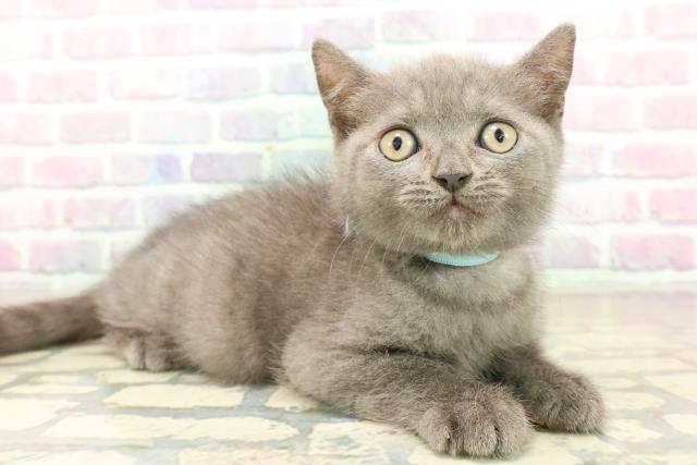 神奈川県のブリティッシュショートヘアー (Coo&RIKU横浜旭店/2025年9月28日生まれ/男の子/ブルー)の子猫の3枚目の画像