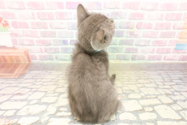 神奈川県のブリティッシュショートヘアー (Coo&RIKU横浜旭店/2025年9月28日生まれ/男の子/ブルー)の子猫の4枚目の画像