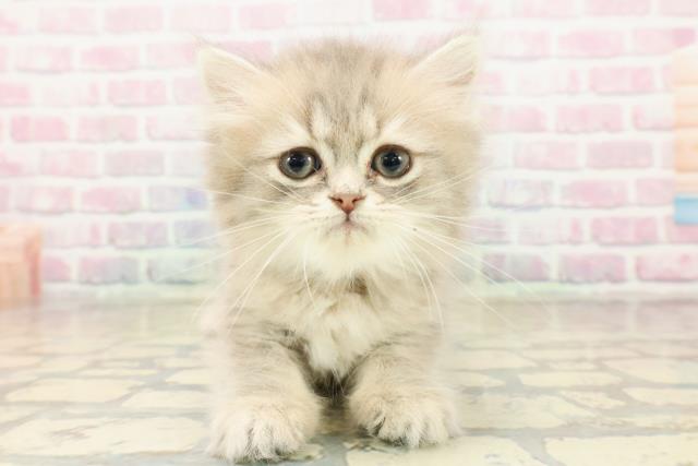 群馬県のミヌエット (Coo&RIKU前橋店/2025年9月29日生まれ/男の子/ブルータビー)の子猫の1枚目の画像