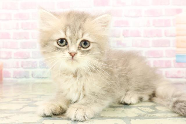 群馬県のミヌエット (Coo&RIKU前橋店/2025年9月29日生まれ/男の子/ブルータビー)の子猫の2枚目の画像