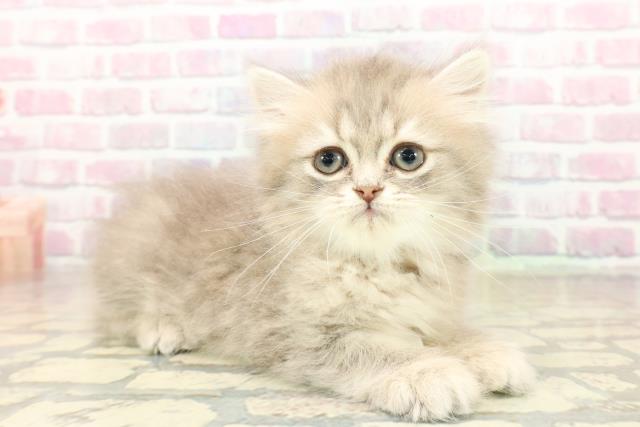 群馬県のミヌエット (Coo&RIKU前橋店/2025年9月29日生まれ/男の子/ブルータビー)の子猫の3枚目の画像