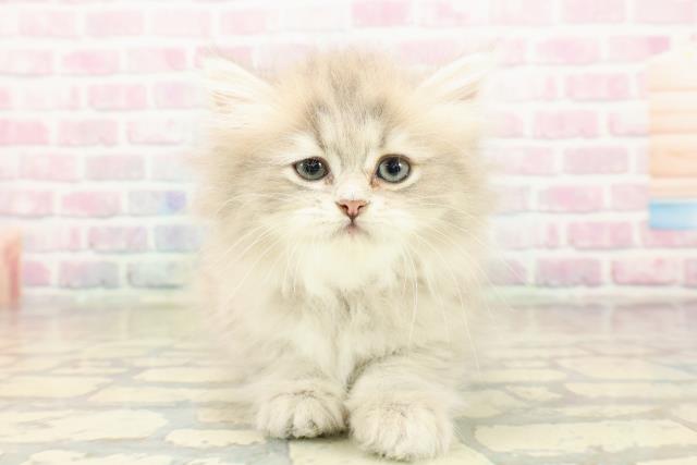 群馬県のミヌエット (Coo&RIKU高崎店/2025年9月29日生まれ/女の子/ブルータビー)の子猫の1枚目の画像