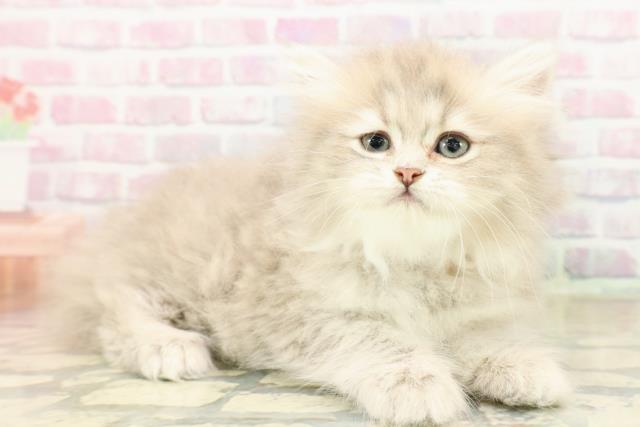 群馬県のミヌエット (Coo&RIKU高崎店/2025年9月29日生まれ/女の子/ブルータビー)の子猫の3枚目の画像