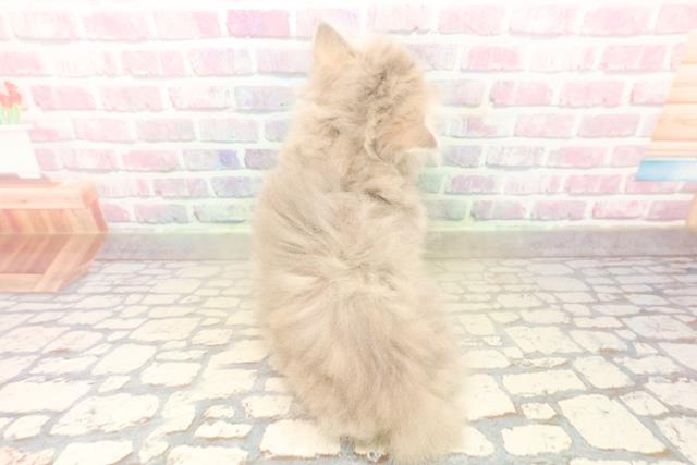 群馬県のミヌエット (Coo&RIKU高崎店/2025年9月29日生まれ/女の子/ブルータビー)の子猫の4枚目の画像