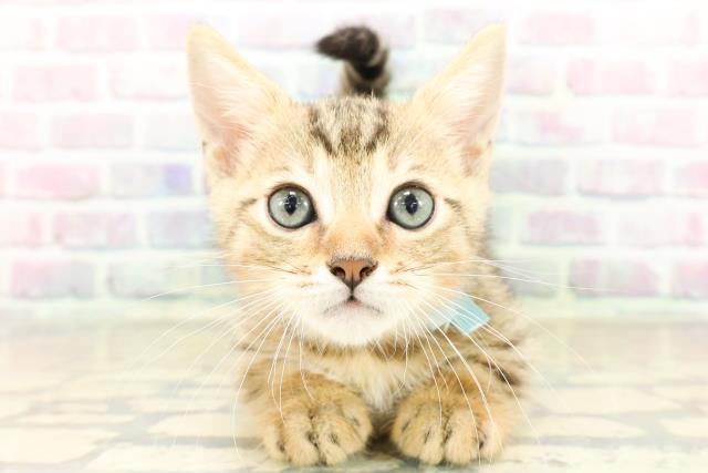 石川県のジェネッタ (Coo&RIKU金沢店/2025年9月29日生まれ/男の子/ブラウンスポットタビー)の子猫の1枚目の画像