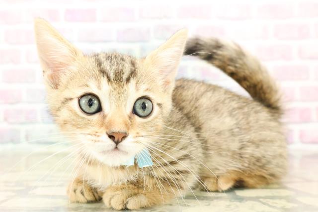 石川県のジェネッタ (Coo&RIKU金沢店/2025年9月29日生まれ/男の子/ブラウンスポットタビー)の子猫の2枚目の画像