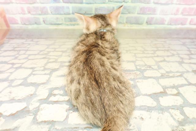 石川県のジェネッタ (Coo&RIKU金沢店/2025年9月29日生まれ/男の子/ブラウンスポットタビー)の子猫の4枚目の画像
