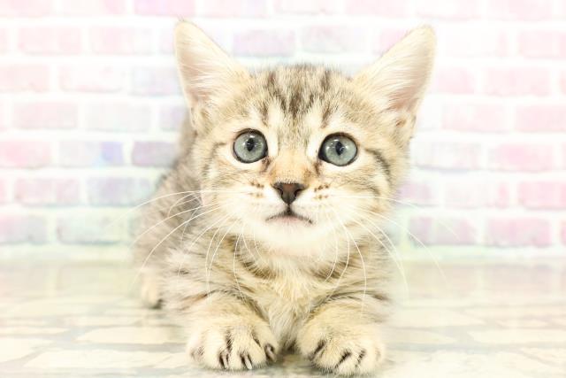 石川県のジェネッタ (Coo&RIKUイオン野々市南店/2025年9月29日生まれ/女の子/ブラウンスポットタビー)の子猫の1枚目の画像