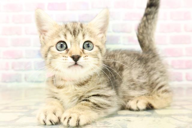 石川県のジェネッタ (Coo&RIKUイオン野々市南店/2025年9月29日生まれ/女の子/ブラウンスポットタビー)の子猫の2枚目の画像