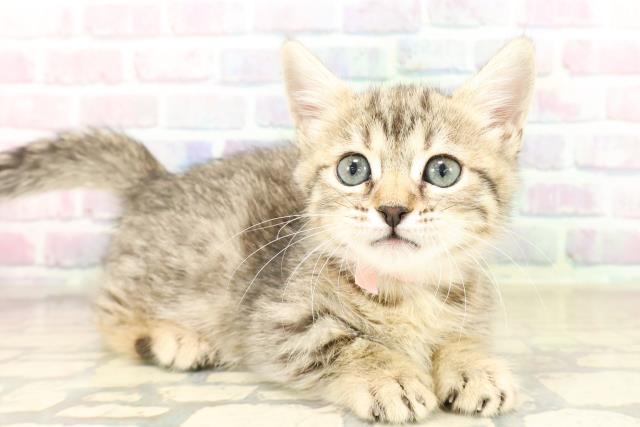 石川県のジェネッタ (Coo&RIKUイオン野々市南店/2025年9月29日生まれ/女の子/ブラウンスポットタビー)の子猫の3枚目の画像