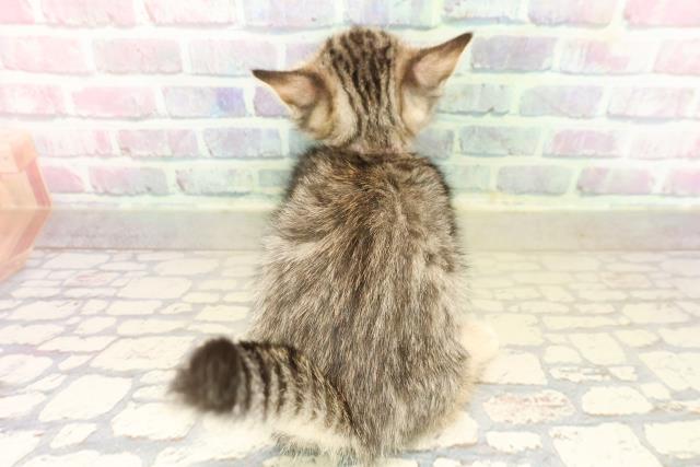 石川県のジェネッタ (Coo&RIKUイオン野々市南店/2025年9月29日生まれ/女の子/ブラウンスポットタビー)の子猫の4枚目の画像