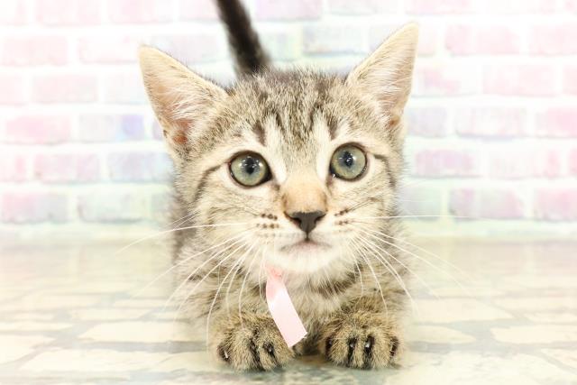 千葉県のジェネッタ (Coo&RIKU木更津店/2025年9月29日生まれ/女の子/ブラウンスポットタビー)の子猫の1枚目の画像