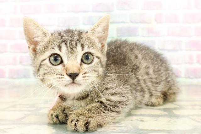 千葉県のジェネッタ (Coo&RIKU木更津店/2025年9月29日生まれ/女の子/ブラウンスポットタビー)の子猫の2枚目の画像