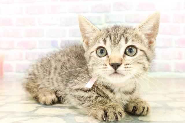 千葉県のジェネッタ (Coo&RIKU木更津店/2025年9月29日生まれ/女の子/ブラウンスポットタビー)の子猫の3枚目の画像