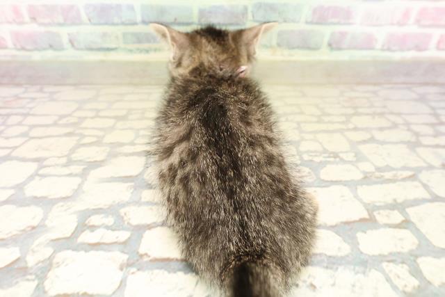 千葉県のジェネッタ (Coo&RIKU木更津店/2025年9月29日生まれ/女の子/ブラウンスポットタビー)の子猫の4枚目の画像