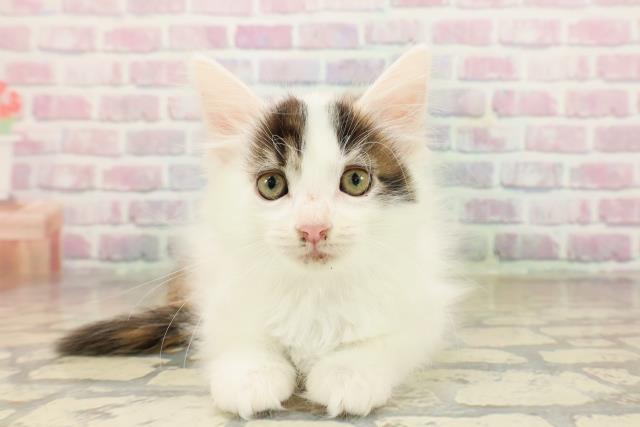 群馬県のメインクーン (Coo&RIKU前橋店/2025年9月29日生まれ/女の子/キャリコ)の子猫