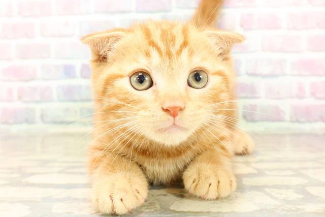 長野県のスコティッシュフォールド (Coo&RIKU松本店/2025年9月24日生まれ/男の子/レッドタビー)の子猫の1枚目の画像