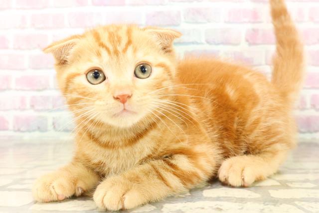 長野県のスコティッシュフォールド (Coo&RIKU松本店/2025年9月24日生まれ/男の子/レッドタビー)の子猫の2枚目の画像