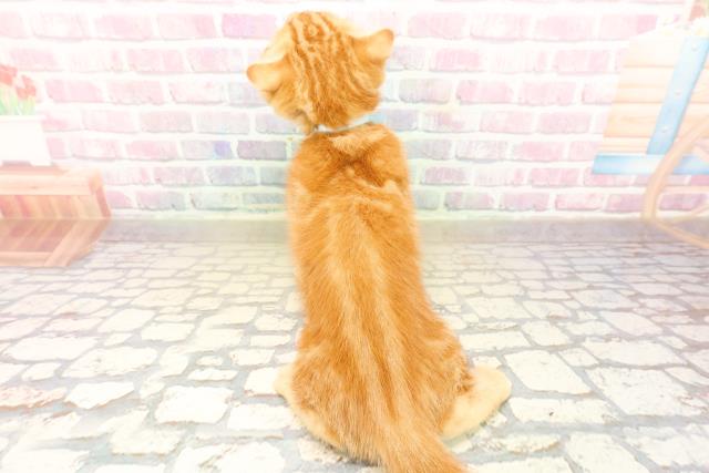 長野県のスコティッシュフォールド (Coo&RIKU松本店/2025年9月24日生まれ/男の子/レッドタビー)の子猫の4枚目の画像