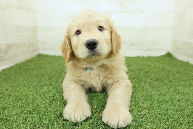 宮城県のゴールデンドゥードゥル(ゴールデン×プードル) (Coo&RIKU石巻店/2025年9月29日生まれ/男の子/ゴールド)の子犬の1枚目の画像