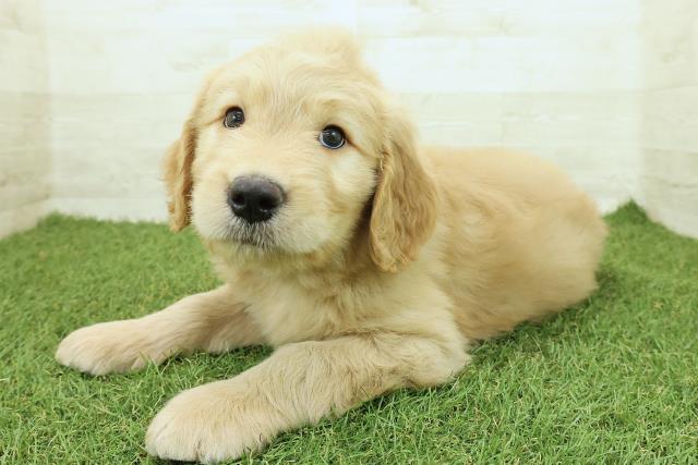宮城県のゴールデンドゥードゥル(ゴールデン×プードル) (Coo&RIKU石巻店/2025年9月29日生まれ/男の子/ゴールド)の子犬の2枚目の画像