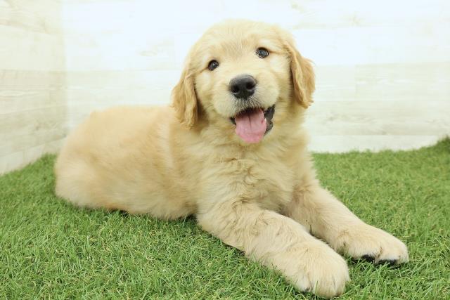 宮城県のゴールデンドゥードゥル(ゴールデン×プードル) (Coo&RIKU石巻店/2025年9月29日生まれ/男の子/ゴールド)の子犬の3枚目の画像